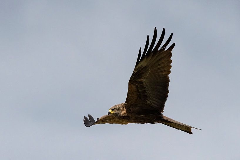 Zwarte wouw in de vlucht van Andreas Müller