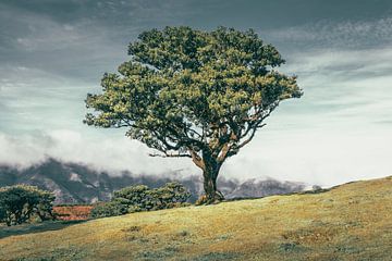 De eenzame boom op de heuvel I | Fanal | Madeira van Daan Duvillier | Dsquared Photography