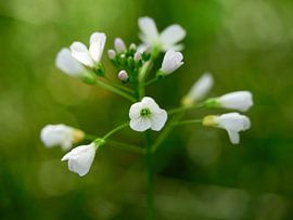 Pentecostal by Leon Fotografie