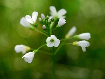 Pinksterbloem van Leon Fotografie