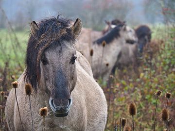 Wild horses in the mist van BHotography