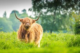 Scottish Highlander colour by Koen Mol