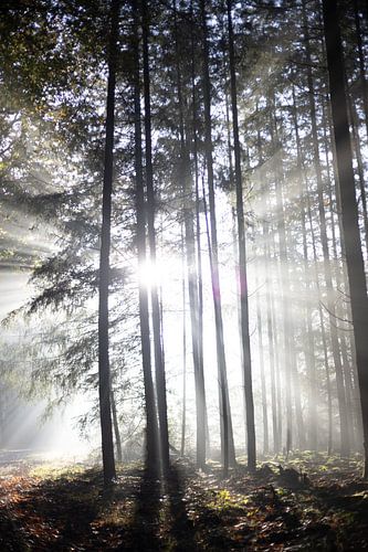 Ochtendlicht herfst zonneharp Planken Wambuis Veluwe van Jett Fotografie