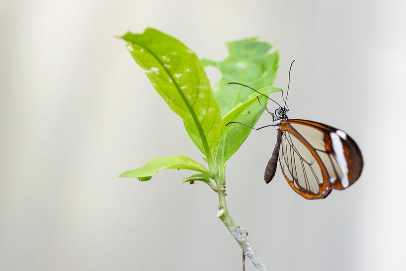 Ein gläserner Schmetterling von Petra Brouwer