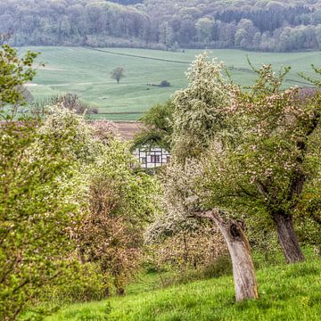 Bloesem in de Belletboomgaard in Zuid-Limburg van John Kreukniet