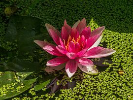 Pink Waterlily