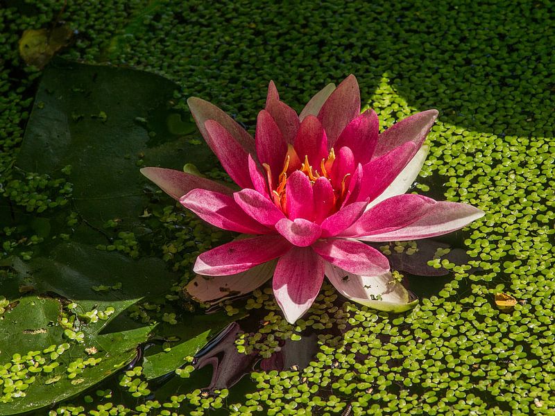 Pink Waterlily by Mario de Lijser