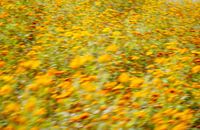 Een weide van gele, oranje en rode bloemen - met bewuste beweging voor een impressionistisch effect.