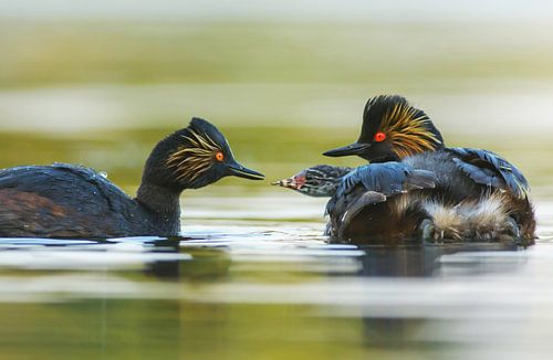 Young black-necked grebe is fed by parent