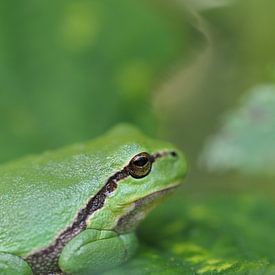 Tree frog on green leaf of a blackberry bush . by Astrid Brouwers