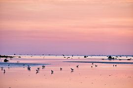 Möwen zum Sonnenuntergang bei Ebbe an der Ostsee von Martin Köbsch
