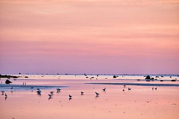 Zeemeeuwen bij zonsondergang bij eb op de Oostzee van Martin Köbsch