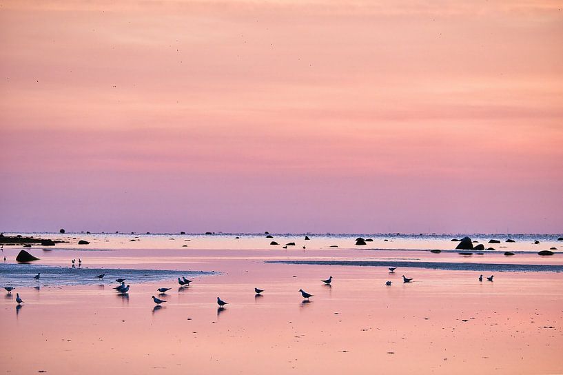 Seagulls at sunset at low tide on the Baltic Sea by Martin Köbsch