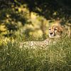Jachtluipaard in het gras van Steffen Peters