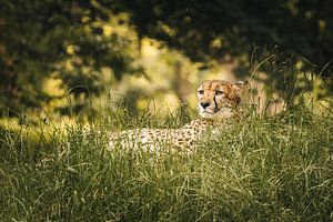 Guépard dans l'herbe