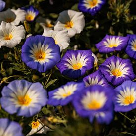 Day flowers in the morning light by Percy's fotografie