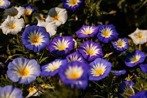 Fleurs de jour dans la lumière du matin
