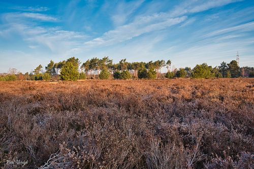 Lever de soleil sur la lande