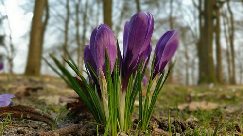 vrolijke krokus in de lente