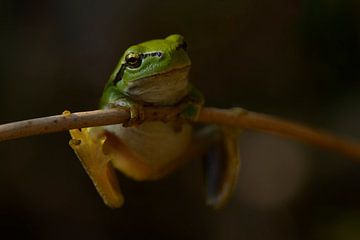 Clinching Tree Frog von Tariq La Brijn
