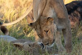 Cuddle time by GoWildGoNaturepictures