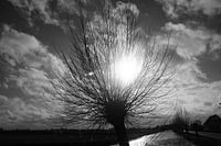saule