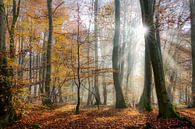 Zonnestralen in een herfstbos van Katho Menden thumbnail