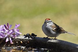 Een zanglijster in de tuin in de lente van Claude Laprise