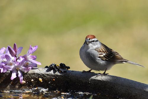 Eine Singdrossel im Garten im Frühling