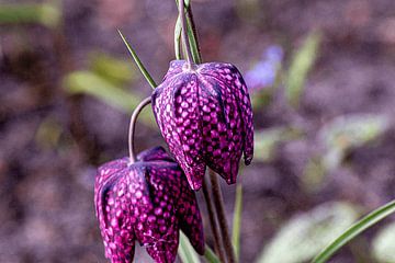 Paarse bloem van Melany Lampe