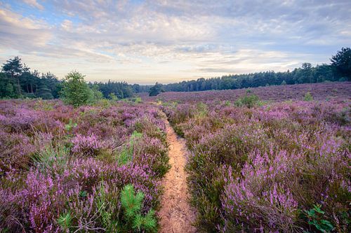 Heidelandschaft auf dem Utrechtse Heuvelrug