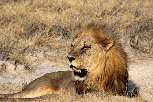 Mannetjesleeuw in Etosha