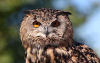 European Eagle-owl Staredown