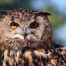 Europese Oehoe (Bubo Bubo) in Closeup van Ger Bosma