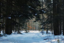 Schnee im Wald von Moetwil en van Dijk - Fotografie