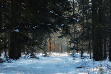 Sneeuw in het bos van Moetwil en van Dijk - Fotografie