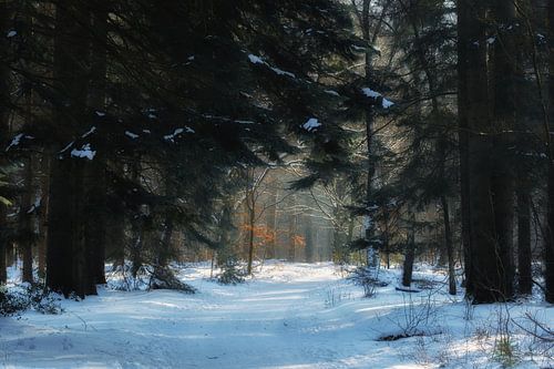 Sneeuw in het bos