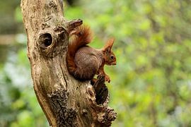 Rotes Eichhörnchen von Anjella Buckens