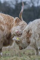 Mother love!