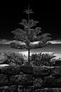 Zwart Wit Tropische pijnboom par Jan Brons Aperçu