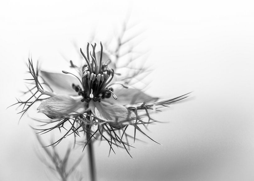 fleur noire et blanche, Nigella sativa par Sara in t Veld Fotografie