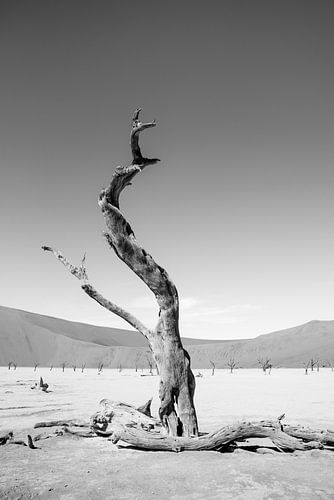 Eenzame boom in Dodevlei Namibie | Natuurfotografie Landschap