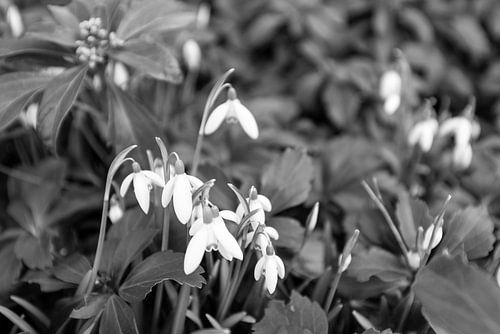 De eerste bloemen in de Emsland-tuin.