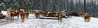 Koeien in de sneeuw van Leopold Brix thumbnail