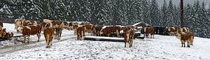 Vaches dans la neige