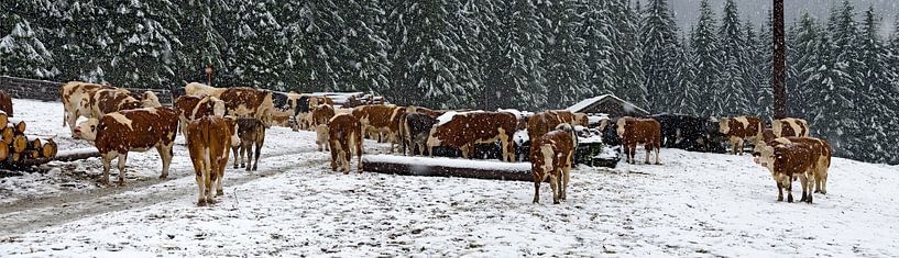Koeien in de sneeuw van Leopold Brix