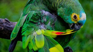 Nahaufnahme eines grünen Papageis auf einem Ast, der sein Gefieder pflegt von pixxelmixx