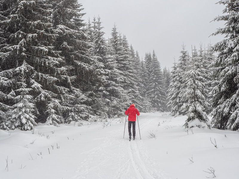 Skifahren in den Wäldern des Erzgebirge von Animaflora PicsStock