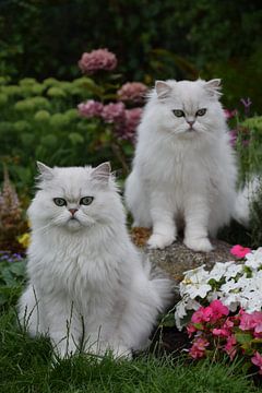 Katzen, die mit Stein posieren