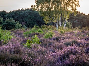 Op de Heide in Hilversum Nederland Holland. Heide foto. van Bart Ros